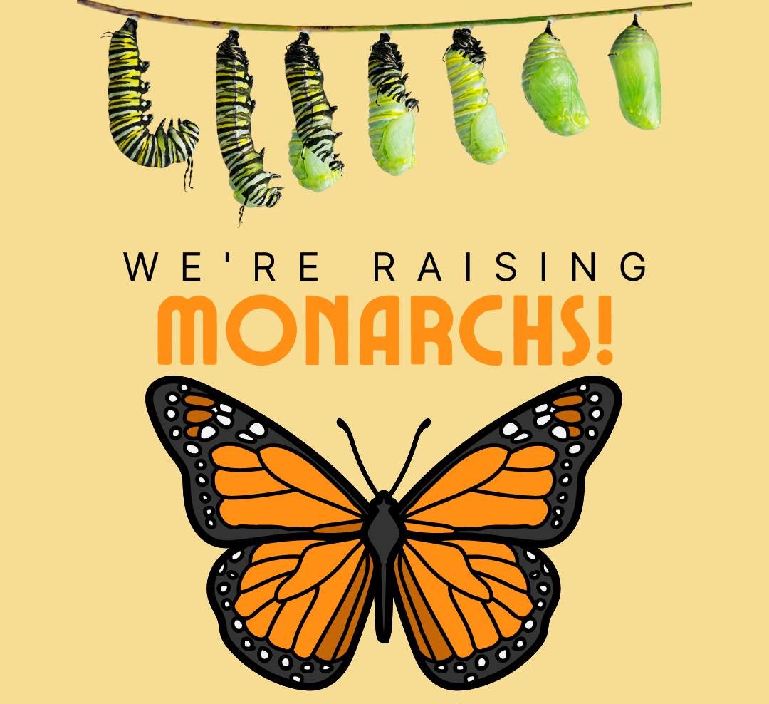Raising Monarchs in the Library: A Small Program with Big Impact